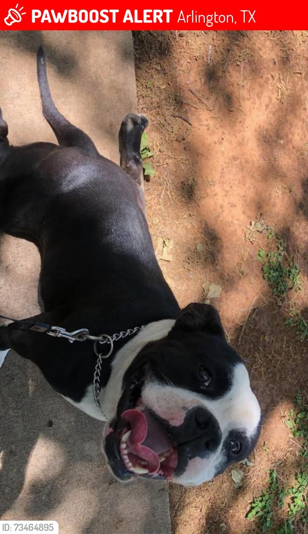 Lost Male Dog last seen Center St., Arlington, TX 76014