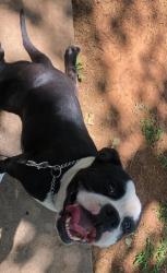Lost Male Dog last seen Center St., Arlington, TX 76014