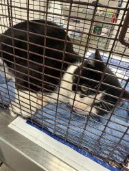 Shelter Stray Male Cat last seen Near Camino La Costa, AUSTIN, TX, 78752, 7201 Levander Loop bldg a, Austin, TX 78702, USA