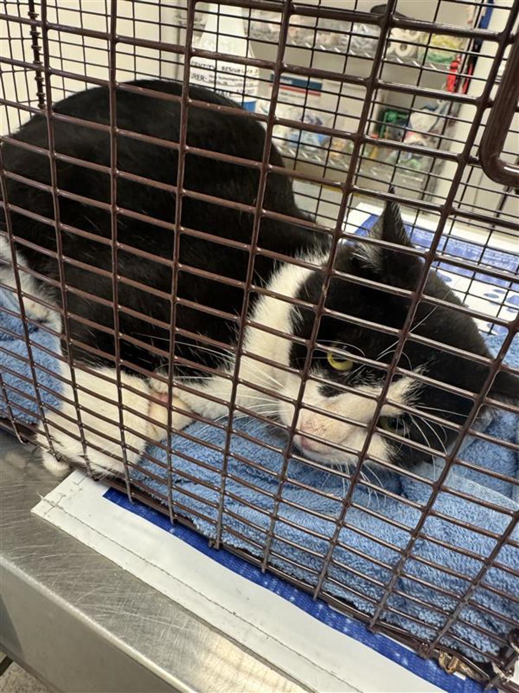 Shelter Stray Male Cat last seen Near Camino La Costa, AUSTIN, TX, 78752, 7201 Levander Loop bldg a, Austin, TX 78702, USA