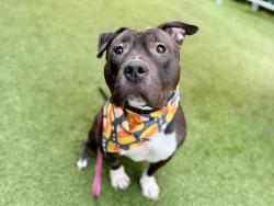 Shelter Stray Male Dog last seen Near Hunts Point Avenue, BRONX, NY, 10459, 326 E 110th St, New York, NY 10029, USA