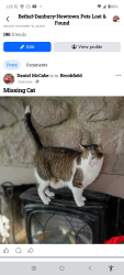 Lost Male Cat last seen Lakeview Rd, Brookfield CT, Brookfield, CT 06804