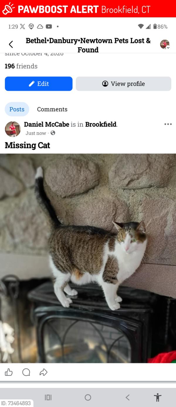 Lost Male Cat last seen Lakeview Rd, Brookfield CT, Brookfield, CT 06804