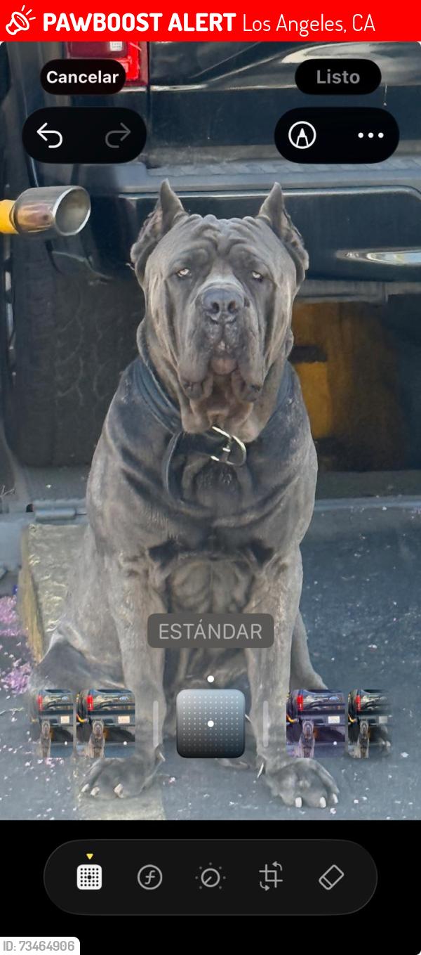 Lost Male Dog last seen Downey rd, Los Angeles, CA 90023