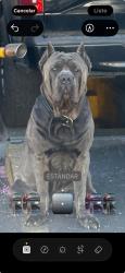 Lost Male Dog last seen Downey rd, Los Angeles, CA 90023
