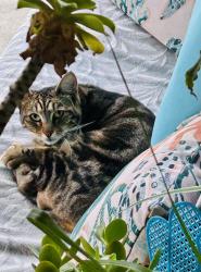 Found/Stray Unknown Cat last seen Masterson and Greenacre, Oakland, CA 94619
