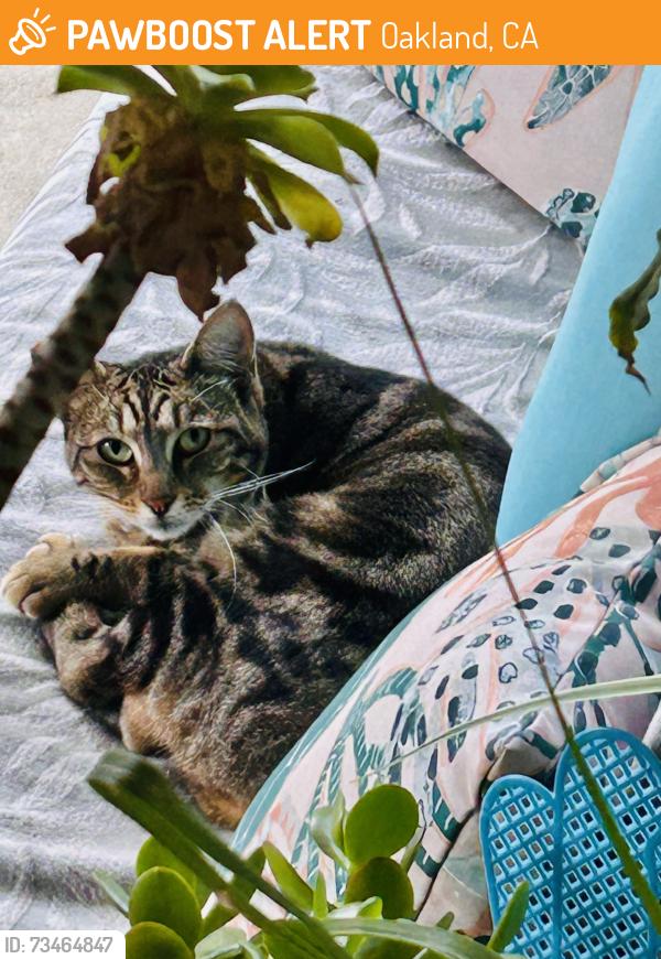 Found/Stray Unknown Cat last seen Masterson and Greenacre, Oakland, CA 94619