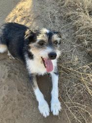 Found/Stray Unknown Dog last seen South of Scott Rd west of the 215, Menifee, CA 92563