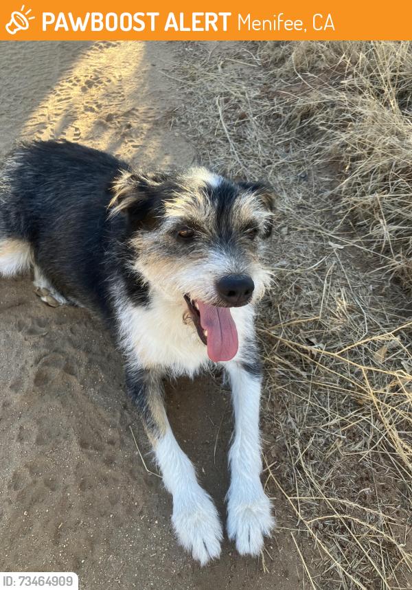 Found/Stray Unknown Dog last seen South of Scott Rd west of the 215, Menifee, CA 92563