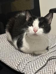 Reunited Unknown Cat last seen South Blount and Branch, Raleigh, NC 27601