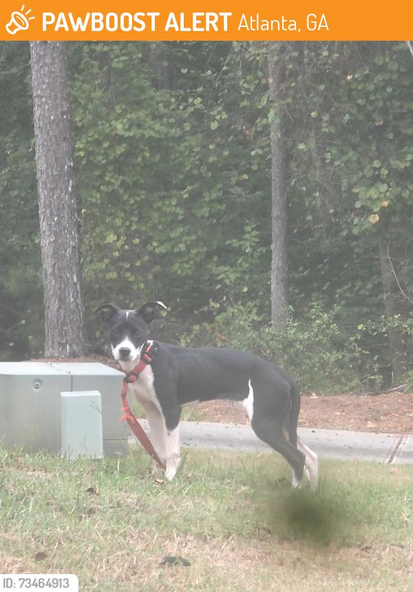 Found/Stray Unknown Dog last seen Old fairburn road, Atlanta, GA 30349