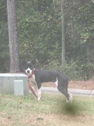 Found/Stray Unknown Dog last seen Old fairburn road, Atlanta, GA 30349