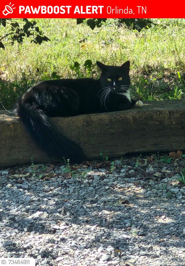 Lost Male Cat last seen Elm Springs Rd, Orlinda, TN 37141