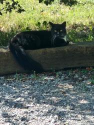 Lost Male Cat last seen Elm Springs Rd, Orlinda, TN 37141