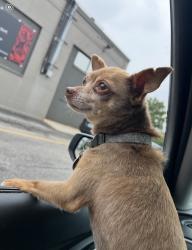 Lost Male Dog last seen Thurbers ave and Eddy street, Providence, RI 02907