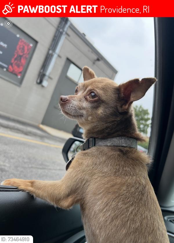 Lost Male Dog last seen Thurbers ave and Eddy street, Providence, RI 02907