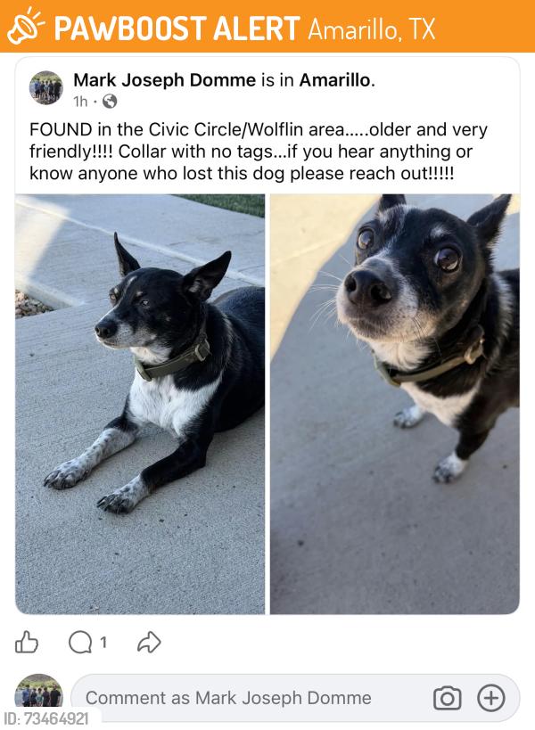 Found/Stray Female Dog last seen Civic Circle, Amarillo, TX 79106