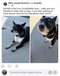 Found/Stray Female Dog last seen Civic Circle, Amarillo, TX 79106