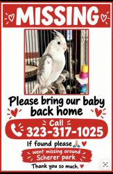 Lost Female Bird last seen Del Amo and peace st, Long Beach, CA 90805