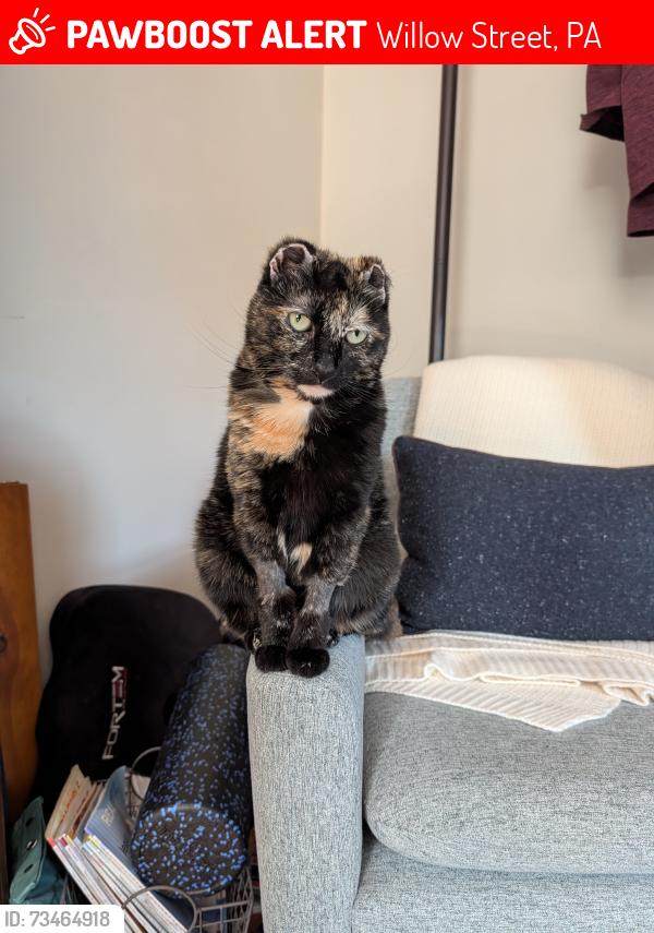 Lost Female Cat last seen Birch drive and Eshelman mill road, Willow Street, PA 17584