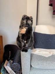 Lost Female Cat last seen Birch drive and Eshelman mill road, Willow Street, PA 17584