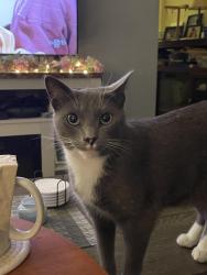 Reunited Female Cat last seen Bay avenue, Toms River, NJ 08753