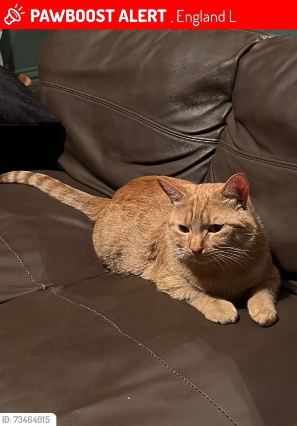 Lost Male Cat last seen Dewlands Road, , England L21