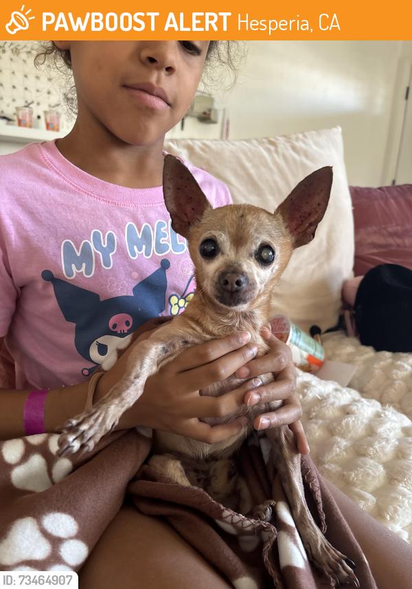 Found/Stray Male Dog last seen Cedar and Escondido, Hesperia, CA 92344