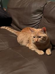 Lost Male Cat last seen Dewlands Road, , England L21