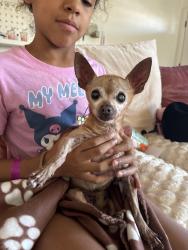 Found/Stray Male Dog last seen Cedar and Escondido, Hesperia, CA 92344