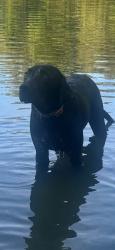 Lost Male Dog last seen Handcock/vass/rocky fork church rx, Lee County, NC 27332