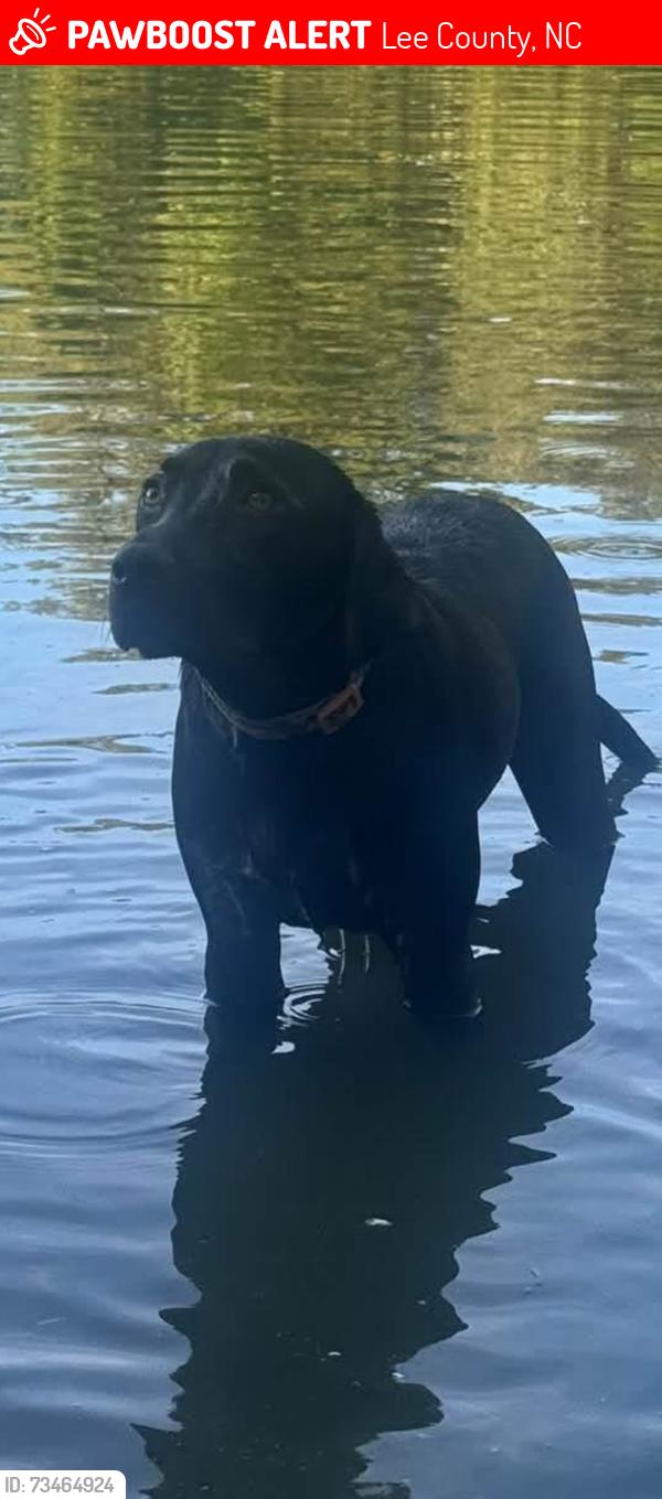 Lost Male Dog last seen Handcock/vass/rocky fork church rx, Lee County, NC 27332