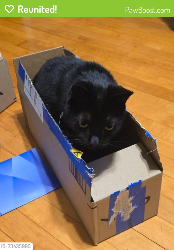 Reunited Male Cat last seen Scranton Pl and Roosevelt Drive, Milwaukee, WI 53216