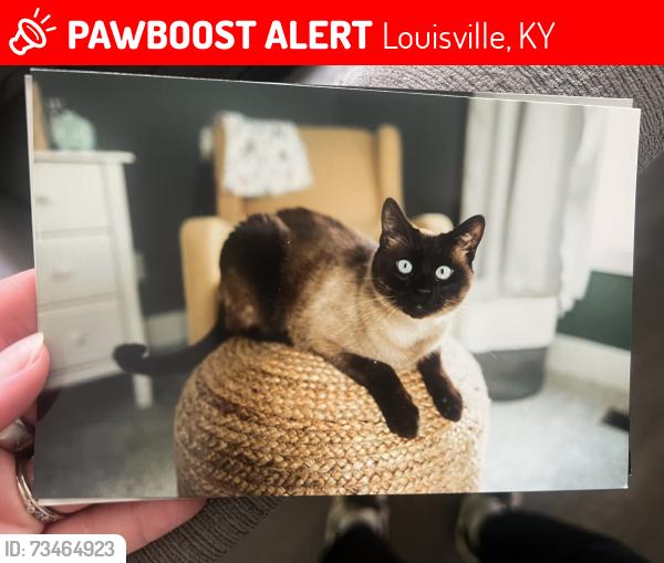 Lost Male Cat last seen Ginkgo Trl and Lake Louisvilla, Louisville, KY 40245