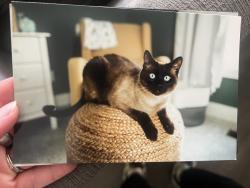 Lost Male Cat last seen Ginkgo Trl and Lake Louisvilla, Louisville, KY 40245