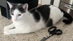 Lost Male Cat last seen 103rd Avenue, Queens, NY 11417