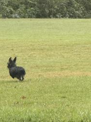 Found/Stray Unknown Dog last seen Near tee box on golf course, Snellville, GA 30039