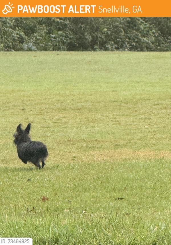 Found/Stray Unknown Dog last seen Near tee box on golf course, Snellville, GA 30039