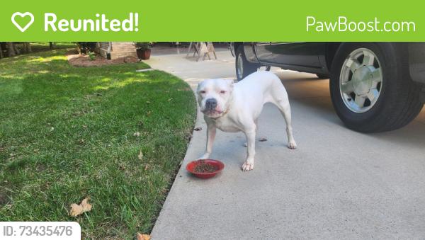 Reunited Female Dog last seen Hwy 150 Intersection Hickory Tree and Old Salisbury Rd, Davidson County, NC 27127