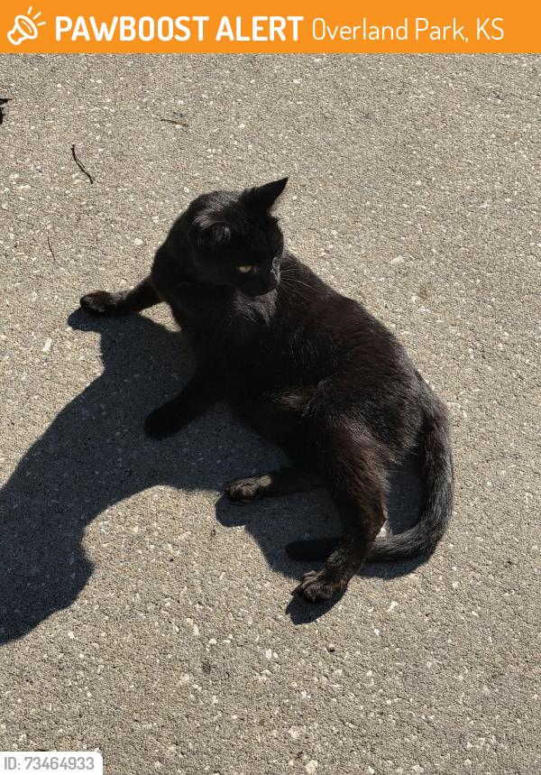 Found/Stray Unknown Cat last seen 56th street and monticello, Overland Park, KS 66212