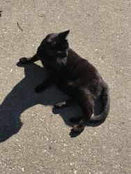 Found/Stray Unknown Cat last seen 56th street and monticello, Overland Park, KS 66212