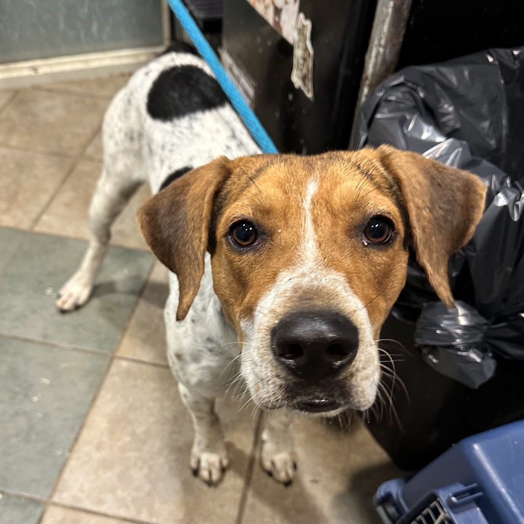 Shelter Stray Male Dog last seen , 4500 N Access Rd, Chattanooga, TN 37415, USA