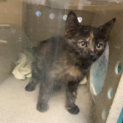 Shelter Stray Female Cat last seen , 361 S Raymond Ave, Pasadena, CA 91105, USA