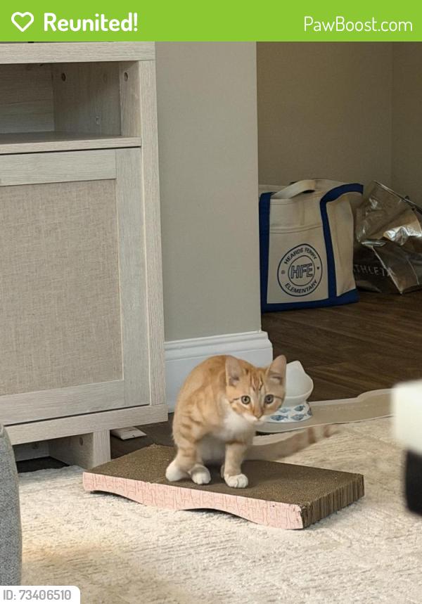 Reunited Male Cat last seen Cantrell, Atlanta, GA 30309