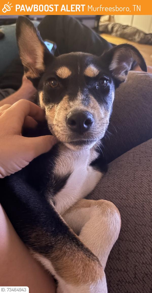 Found/Stray Female Dog last seen Lone Oak Drive, Murfreesboro, TN 37128