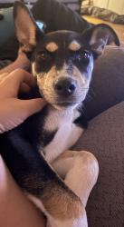 Found/Stray Female Dog last seen Lone Oak Drive, Murfreesboro, TN 37128