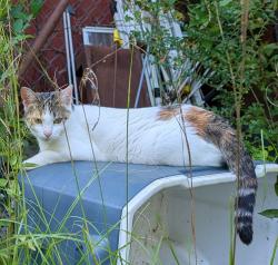 Lost Female Cat last seen Hood creek and neely ferry, Laurens County, SC 29360