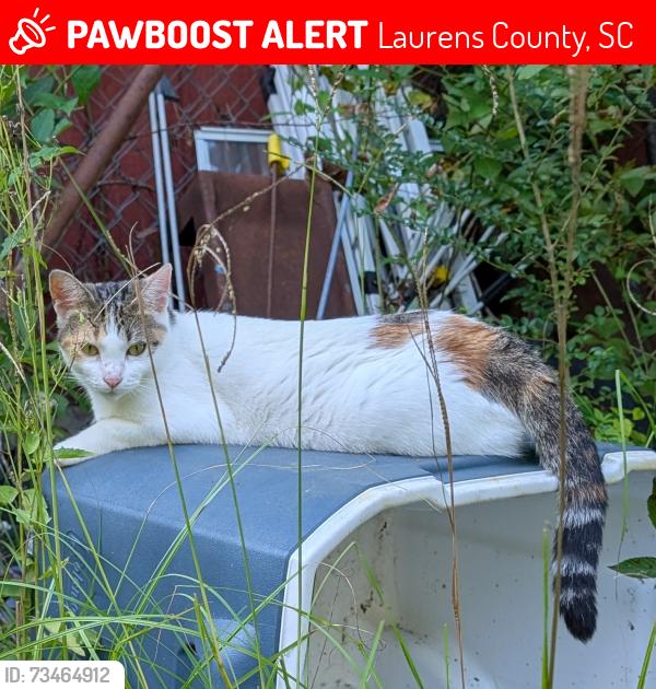 Lost Female Cat last seen Hood creek and neely ferry, Laurens County, SC 29360
