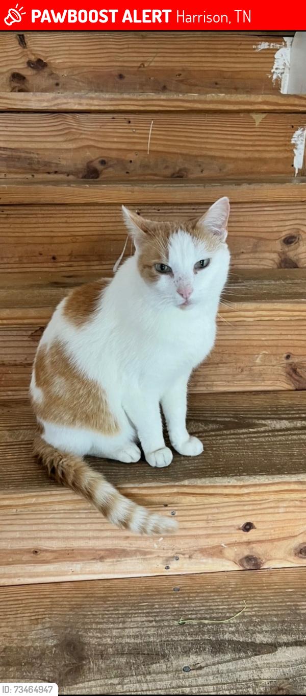 Lost Male Cat last seen Wallace a smith, Harrison, TN 37341