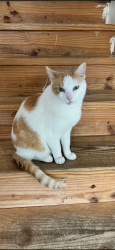 Lost Male Cat last seen Wallace a smith, Harrison, TN 37341